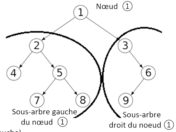 Sous-arbres gauche et droit d'un noeud